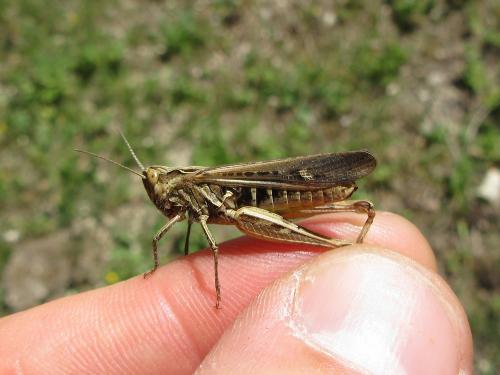 Chorthippus sp.